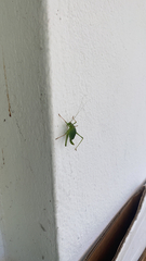 Leptophyes punctatissima