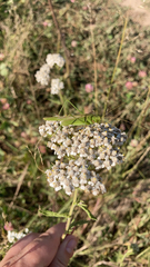 Phaneroptera falcata