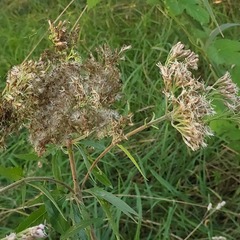 Eupatorium cannabinum