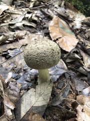 Amanita
