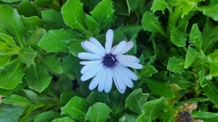 Dimorphotheca ecklonis