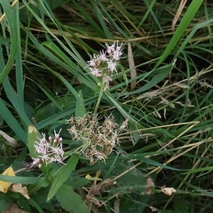 Eupatorium cannabinum