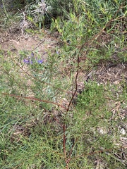 Prostanthera nivea