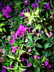 Bougainvillea glabra