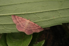 Scopula rubiginata