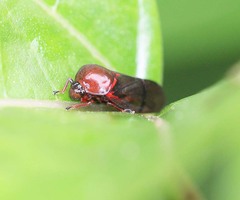 Cosmoscarta egens