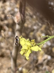 Bagrada hilaris