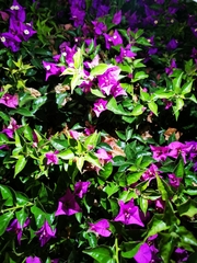 Bougainvillea glabra