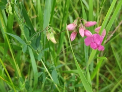 Lathyrus tuberosus