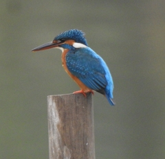 Alcedo atthis