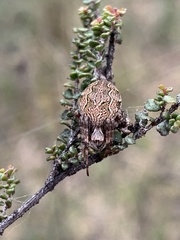Araneae