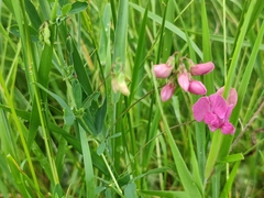Lathyrus tuberosus