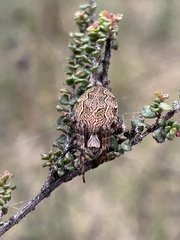Araneae