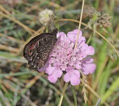 Erebia montanus