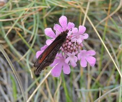 Erebia montanus