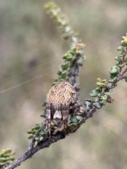 Araneae