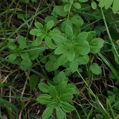 Galium aparine