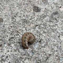 Noctuinae