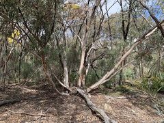 Eucalyptus dwyeri