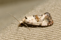 Neocochylis hybridella