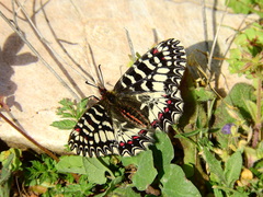 Zerynthia polyxena