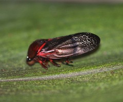 Cosmoscarta egens