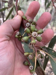 Eucalyptus dwyeri
