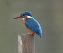 Alcedo atthis