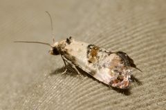 Neocochylis hybridella