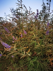 Vitex agnus-castus