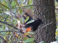 Pipilo erythrophthalmus