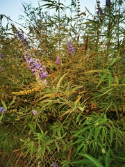 Vitex agnus-castus