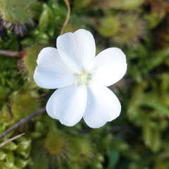 Drosera aberrans