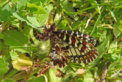 Zerynthia polyxena