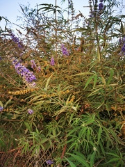 Vitex agnus-castus