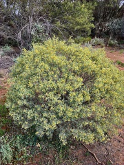 Senna artemisioides coriacea