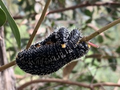 Perga affinis