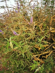 Vitex agnus-castus