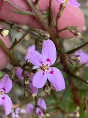 Stylidium laricifolium