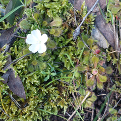 Drosera aberrans