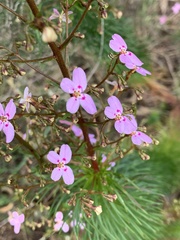 Stylidium laricifolium