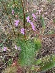 Stylidium laricifolium