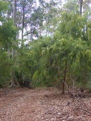 Acacia cognata