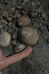 Cellana denticulata