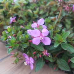 Arthrostemma ciliatum