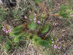 Stylidium laricifolium