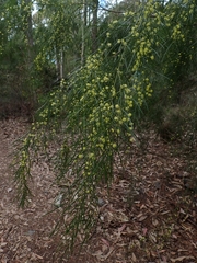 Acacia cognata