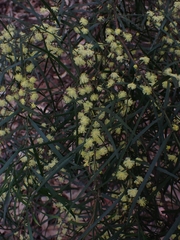 Acacia cognata