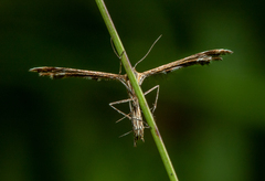 Pterophorinae