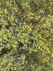 Senna artemisioides coriacea
